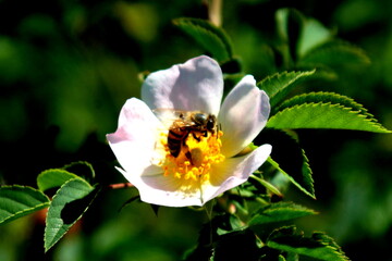 bee on a flower