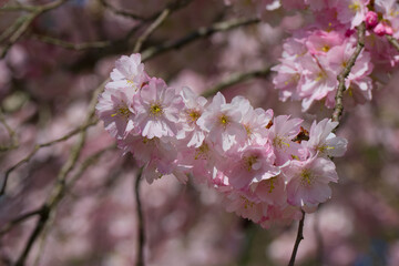 Accolade cherry blossom on a spring day close-up