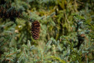 cone on a green spruce twig close-up
