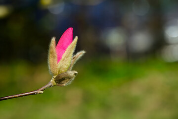 bright pink magnolia bud on a twig close-up