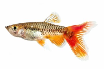 Vibrant guppy swimming gracefully in clear water during bright daylight isolated on transparent background