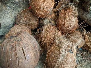 A pile of dry, fibrous coconuts with textured brown husks resting on the ground near a tree, capturing a rustic tropical vibe and a glimpse of traditional agriculture.