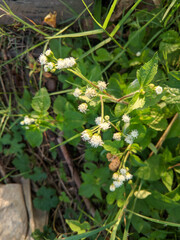 Small white wildflowers blooming in a grassy area under natural sunlight, surrounded by green leaves and ground vegetation in a rustic outdoor environment.