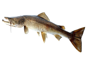 Naklejka premium Captivating freshwater predator displaying intricate details of its scales and fins underwater isolated on transparent background