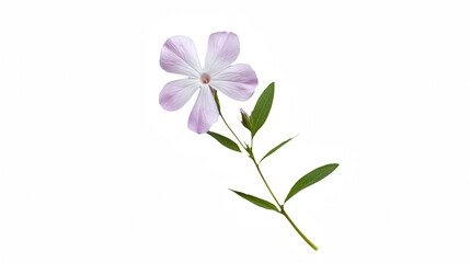 a purple flower small stem against a on a transparent background, PNG image, PNG file, Generative art.