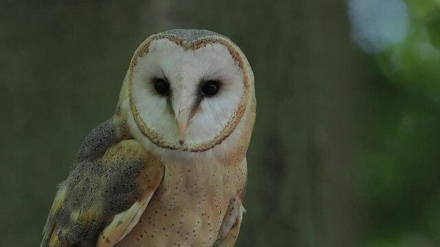 screaming barn owl, spotted against blurred background, slow motion
