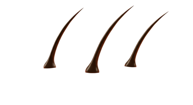 Isolated Human Hairs