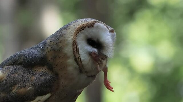 screaming barn owl eats a chick that can't fit in her beak, slow motion