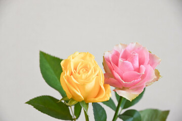 ピンクと黄色のばら