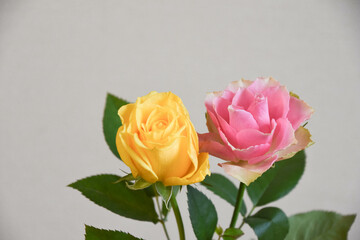 黄色とピンクのばら