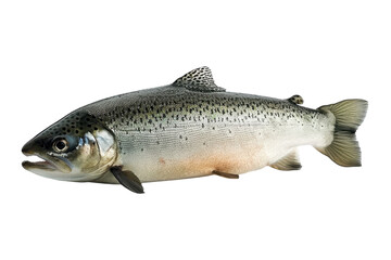 Naklejka premium Freshly caught trout showcasing iridescent scales on a white background isolated on transparent background