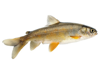 Naklejka premium A vibrant freshwater fish resting elegantly on a clean surface showcasing its brilliant colors isolated on transparent background