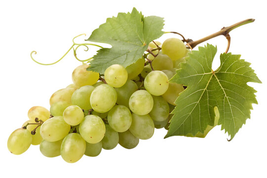 A luscious bunch of green grapes, freshly picked from the vine, glistening with morning dew, against a clean white background.