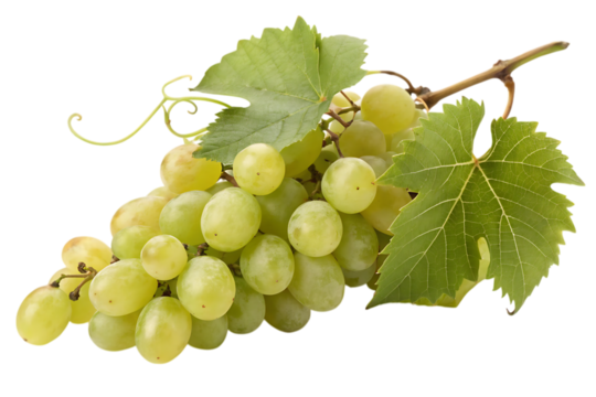 A luscious bunch of green grapes, freshly picked from the vine, glistening with morning dew, against a clean white background.