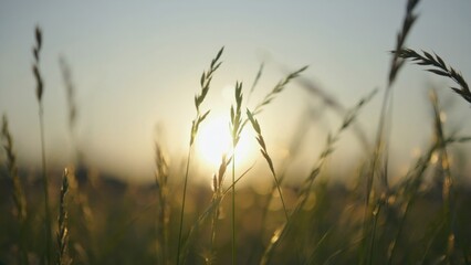 Obraz premium A photograph capturing the beauty of a sunset shining through tall wheat stalks.