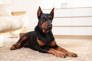 Adorable Doberman on floor at home. Domestic pet