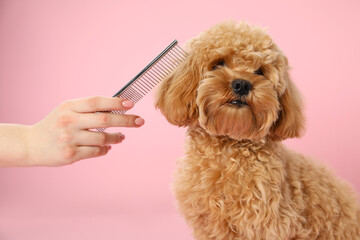 Groomer combing cute dog's hair on pink background, closeup