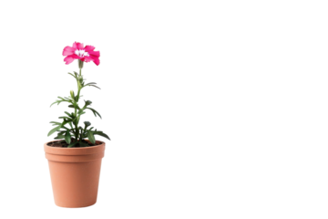 A blooming pink flower in a terracotta pot sits elegantly against a simple white background isolated on transparent background