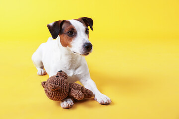 Cute Jack Russell Terrier dog with toy on yellow background. Space for text
