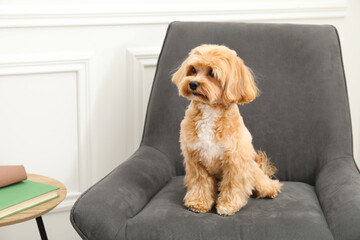Cute Maltipoo dog in armchair at home