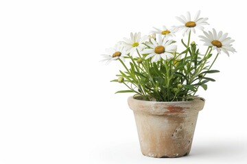 Delicate white daisies bloom in a rustic terracotta pot on a bright sunny day in a cozy garden isolated on transparent background