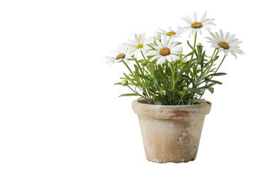 Delicate white daisies bloom in a rustic terracotta pot on a bright sunny day in a cozy garden isolated on transparent background