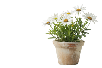 Delicate white daisies bloom in a rustic terracotta pot on a bright sunny day in a cozy garden isolated on transparent background