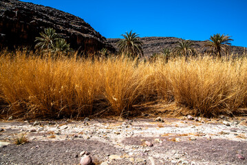 2024 03 16 Jebel Saghro Handour Valley river panorama 122