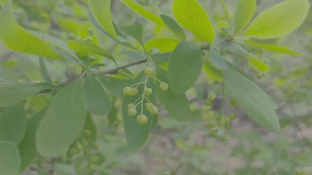 green bush blooms in spring. spring nature. trees bloom in spring. flat color profile. log profile.