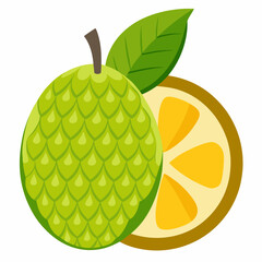 vector illustration of Jackfruit