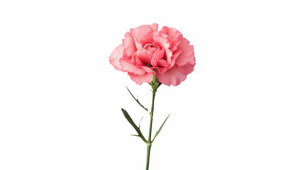 a pink carnation flower on a transparent background, PNG image, PNG file, Generative art.