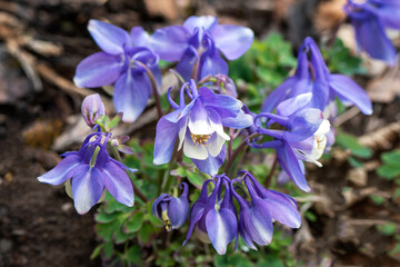 Aquilegia bertolonii a spring summer flowering plant with a blue and white springtime flower commonly known as Bertoloni columbine, gardening stock photo image