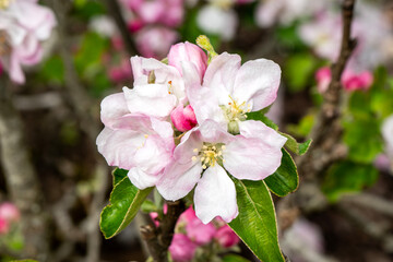 Malus domestica 'Keswick Codlin' cooking apple blossom, a spring flowering tree plant with a white pink springtime flower, gardening stock photo image