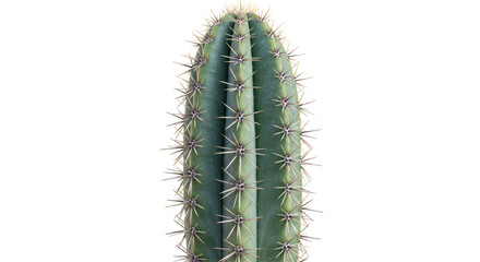 Isolated Cactus