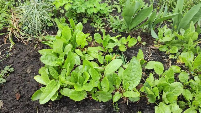 Sour Dock, Natural sour dock Just Beginning to Green in the Garden. Organic Sorrel growing in the garden Green sorrel leaves on the garden bed for growing agricultural plants.