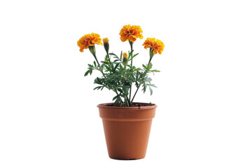 Vibrant marigold flowers bloom in a terracotta pot against a bright white backdrop isolated on transparent background