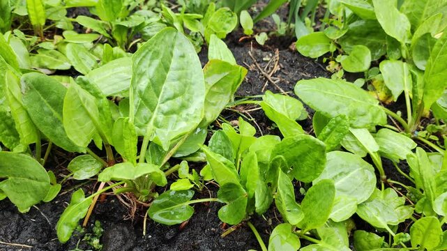 Sour Dock, Natural sour dock Just Beginning to Green in the Garden. Organic Sorrel growing in the garden Green sorrel leaves on the garden bed for growing agricultural plants.