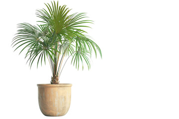 Lush green palm plant thriving in a natural clay pot against a minimalist backdrop isolated on transparent background