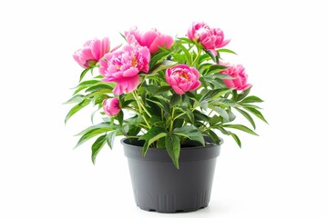 Vibrant pink peonies thrive in a black pot under natural light, showcasing their beauty isolated on transparent background