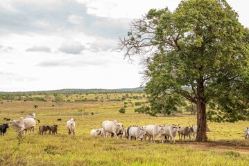 Gado de corte da raca nerole solto no pasto