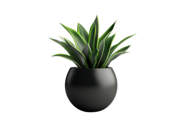 Stylish indoor plant in an elegant black pot enhancing the modern aesthetic of a minimalistic space isolated on transparent background