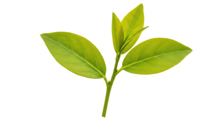 Isolated Green Leaf