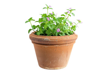 Fototapeta premium Lush green mint plant thriving in a terracotta pot against a bright white background isolated on transparent background