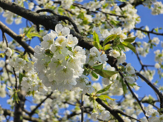 White Cherry Blossoms Against a Bright Blue Sky

