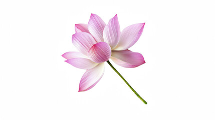 a pink flower on a transparent background, PNG image, PNG file, Generative art.