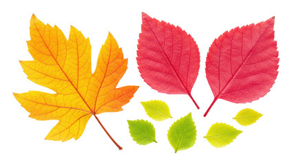 Isolated Autumn Leaves Assortment
