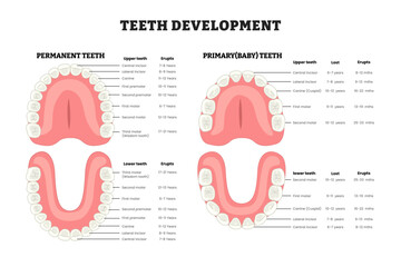 Teeth development infographic diagram with permanent and primary (baby) teeth for clinic dental educational medical poster design healthcare scheme, labeled lower, upper, lost, erupts view.