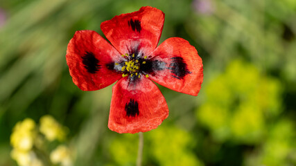 red poppy in the field