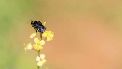 bee on yellow flower