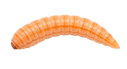 Isolated caterpillar worm insect larva
